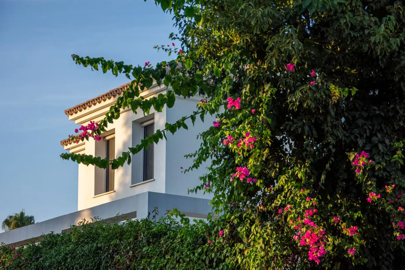 A villa in Marbella, bougainvillea over the wall